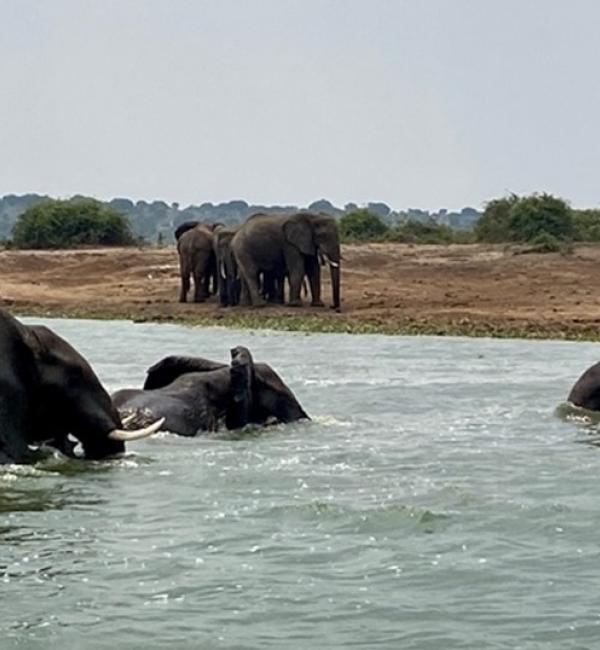 Elephants in Queen Elizabeth National Park