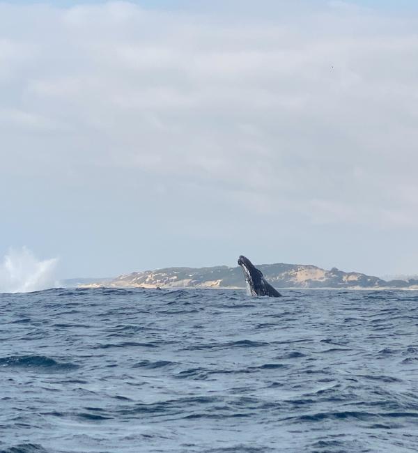 Humpback whale