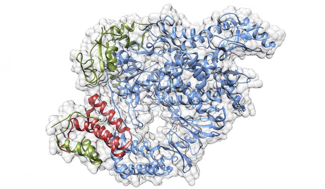 SARS-CoV-2 RNA polymerase complex