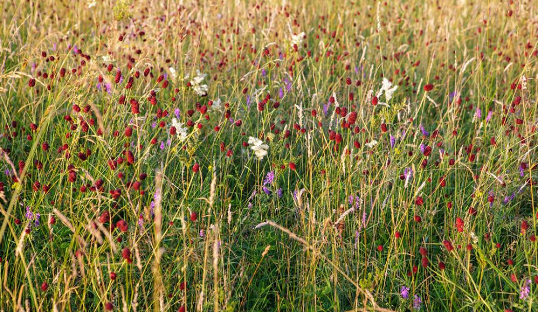 One of Merton's wildflower meadows