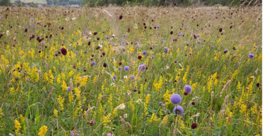 Wildflower Meadows