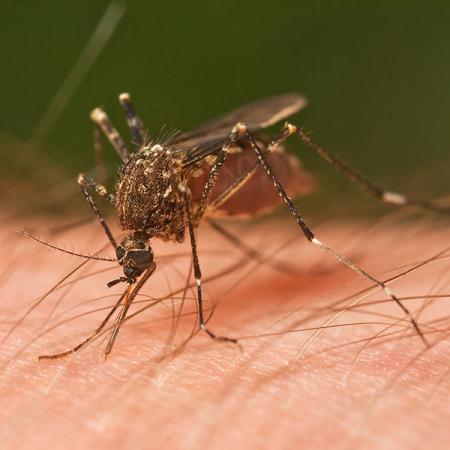 Female Ochlerotatus notoscriptus feeding on a human arm - © JJ Harrison [CC BY-SA 3.0]