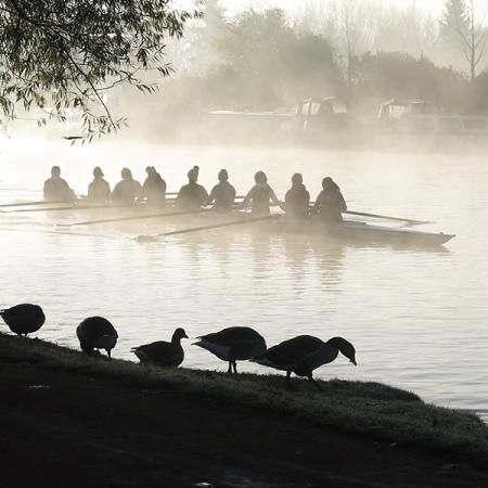Geese and rowers sharing the river at Christ Church Meadow - Photo: © Sofia Coelho