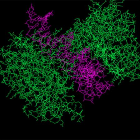 The three-dimensional structure of cGAS - Image: © Dylan Adlard, imaged using MacPyMol - pymol.org