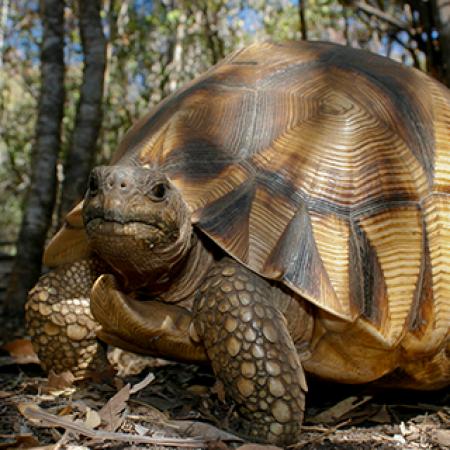 A ploughshare tortoise - Photo: © Andrew Routh A ploughshare tortoise - Photo: © Andrew Routh