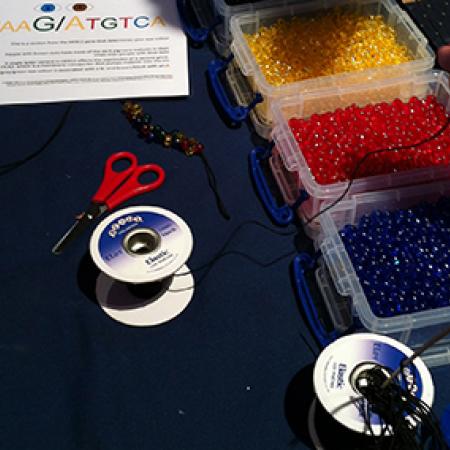 Beads and elastic, components ready to made into representations of DNA