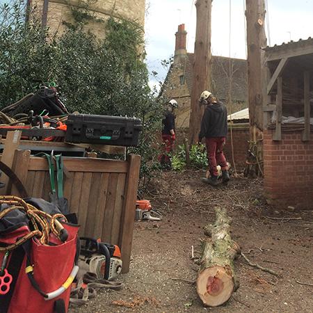 The Gardens team carrying out tree work beside the TS Eliot Theatre