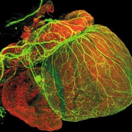 Before birth the sympathetic innervation has already formed a dense network and penetrated the myocardial wall.  From: 'Herring, N., Kalla, M. & Paterson, D.J. The autonomic nervous system and cardiac arrhythmias: current concepts and emerging therapies. Nat Rev Cardiol 16, 707–726 (2019). https://doi.org/10.1038/s41569-019-0221-2. Courtesy of J. Zhao and M. Mommersteeg, University of Oxford, UK.