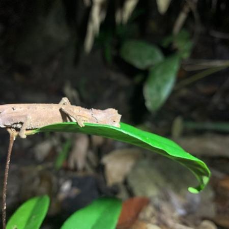 Leaf chameleon 