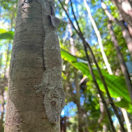 Leaf tailed gecko