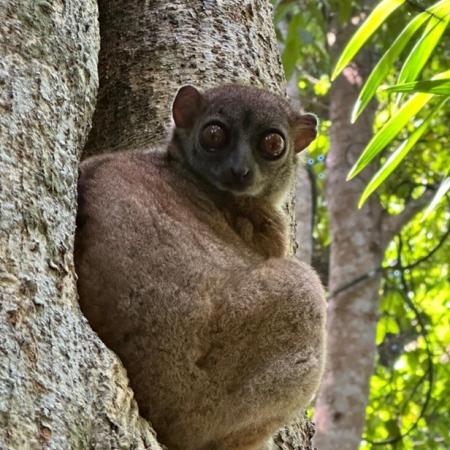 Lemur on Tree