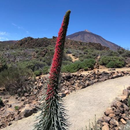 Plant species in Tenerife