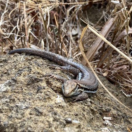 Lizard in Tenerife