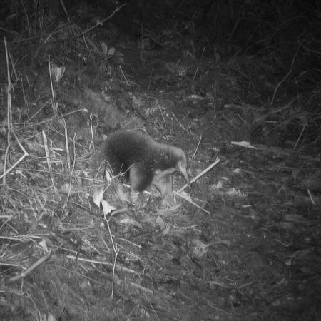 The first ever photograph of Attenborough's long-beaked echidna (c) Expedition Cyclops