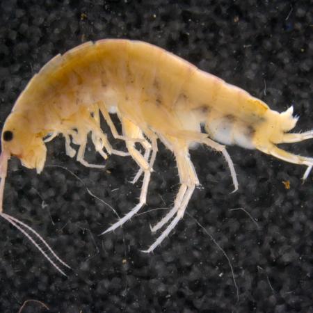A new species of terrestrial shrimp, found in the soil and the trees of the Cyclops Mountains