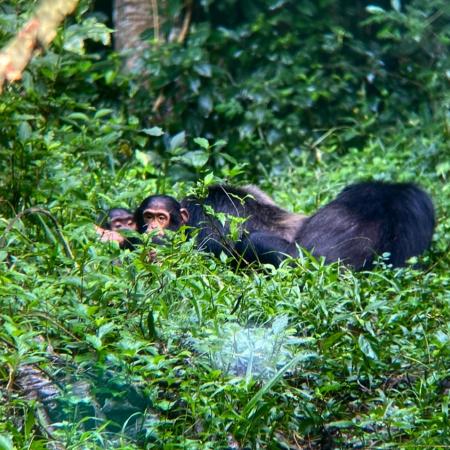 Chimpanzees in Kibale National Park