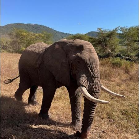 Elephant at the Ngorongoro crater