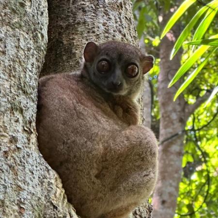 Hawks' Sportive Lemur Hawks' Sportive Lemur
