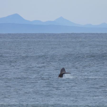 Southern right whale