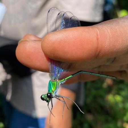 Umma saphirina (a species of damselfly) in Kibale National Park