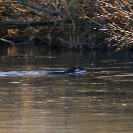 Otter