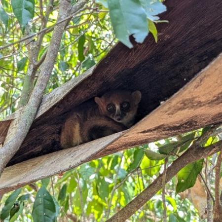 Mouse lemur - Photo: ©Anne Irving