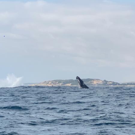 Humpback whale - Photo: ©Rosie Young