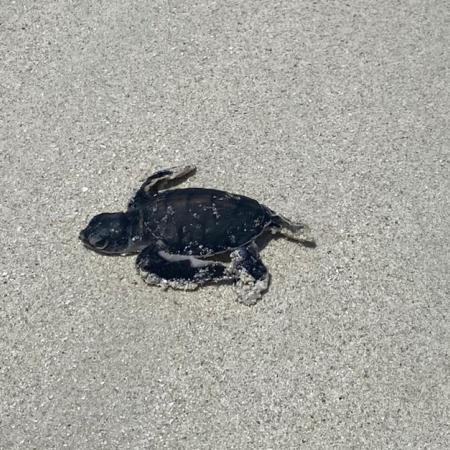 Baby turtle - Photo: ©Anne Irving
