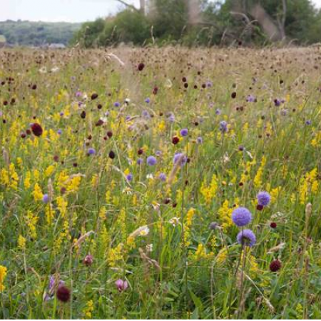 Wildflower Meadows