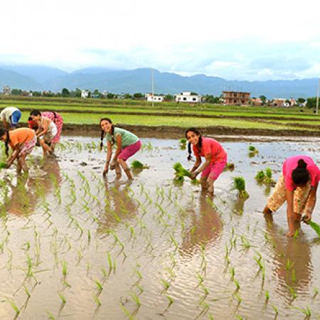 Women harvesting rice - Photo by Jessica Thorn